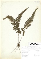 藏品(尾葉茯蕨)的圖片